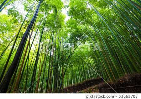 Arashiyama city of bamboo forest travel with Arashiyama city of bamboo forest travel with 53663703