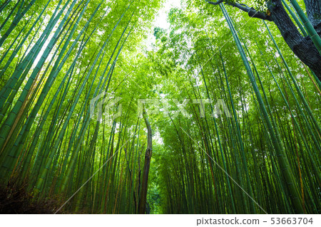 Arashiyama city of bamboo forest travel with Arashiyama city of bamboo forest travel with 53663704