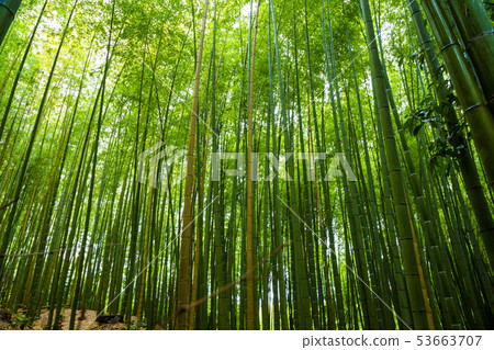 Arashiyama city of bamboo forest travel with 53663707