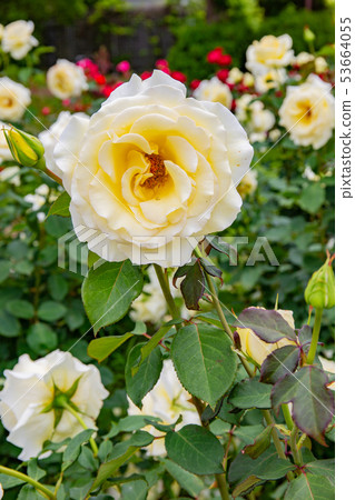 神戶Suma Riyakyu公園的玫瑰 53664055