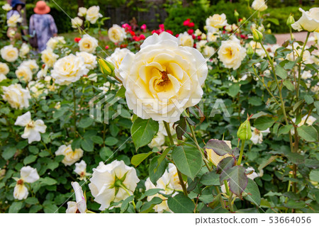 Rose of Kobe Suma Riyakyu Park 53664056