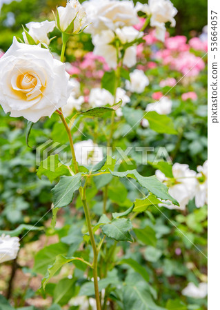 神戶Suma Riyakyu公園的玫瑰 53664057