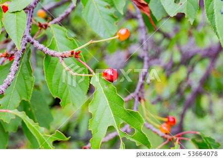 櫻花在神戶Suma Rikyu公園 櫻花在神戶Suma Rikyu公園 53664078