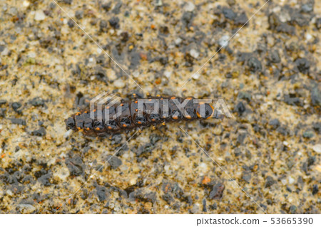 Caterpillar of the firefly Caterpillar of the firefly 53665390