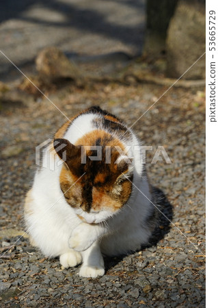 Kyoto philosophy road cat Kyoto philosophy road cat 53665729