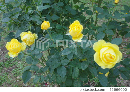 Autumn roses 53666000