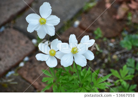 從上面看的銀蓮花Shilvestris 從上面看的銀蓮花Shilvestris 53667058