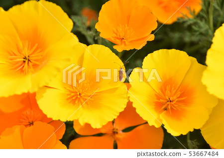 Poppy flower garden Poppy flower garden 53667484