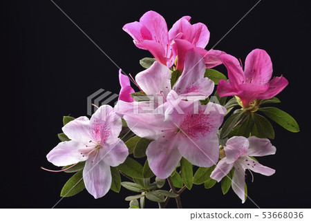 杜鵑花,意象,花藝 53668036
