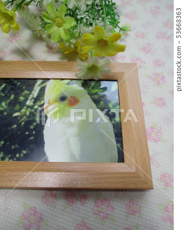 Pet cockatiel photo frame Pet cockatiel photo frame 53668363