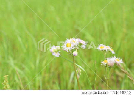 White flower weed floret White flower weed floret 53668700