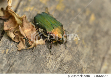 2019 06 04 956 Aohananumguri Sapporo City 53668836