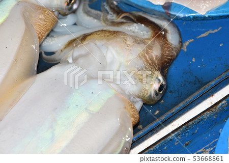 在Kaminarika背後 53668861