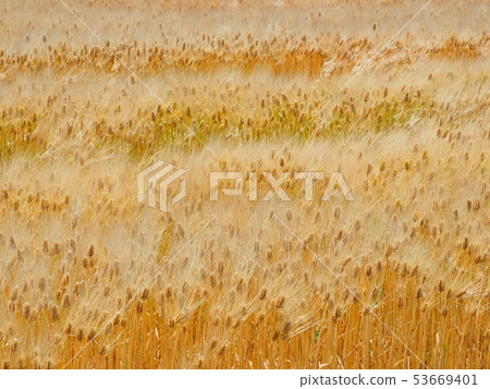 麥田與美麗的鉑金穗在風中搖曳 53669401