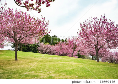 Kasama Art Forest Park Craft Hill Kasama Art Forest Park Craft Hill 53669416