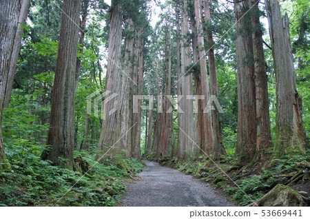 Approach to Togakushi Shrine and huge cedar Approach to Togakushi Shrine and huge cedar 53669441