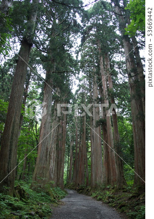 A huge cedar lined tree in Nagano Togakushi approach road A huge cedar lined tree in Nagano Togakushi approach road 53669442