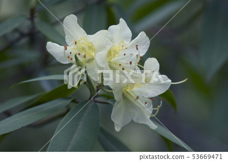 蜥蜴杜鵑花 蜥蜴杜鵑花 53669471