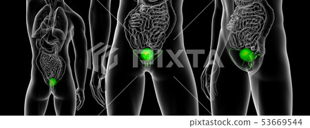 3d rendering of bladder 53669544