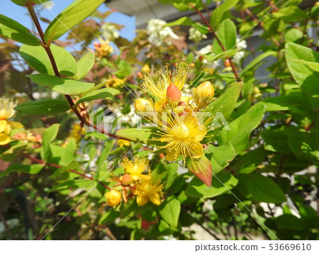 "Hypericum Androsa Emu" flower "Hypericum Androsa Emu" flower 53669610