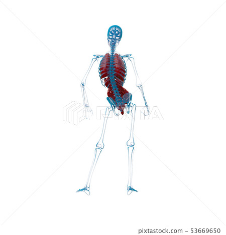3d rendering of digestive and respiratory 53669650