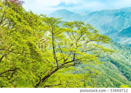 Fresh green tree in the mountain Fresh green tree in the mountain 53669712