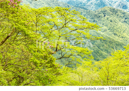 Fresh green tree in the mountain Fresh green tree in the mountain 53669713