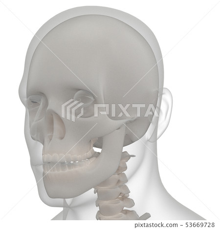 3d rendering of skull - Stock Illustration [53669728] - PIXTA