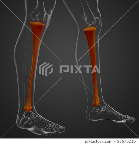 3d rendering of tibia - Stock Illustration [53670210] - PIXTA