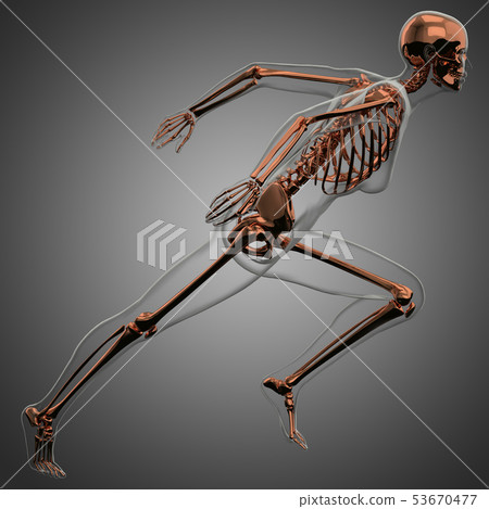 3d rendering of skeleton 53670477