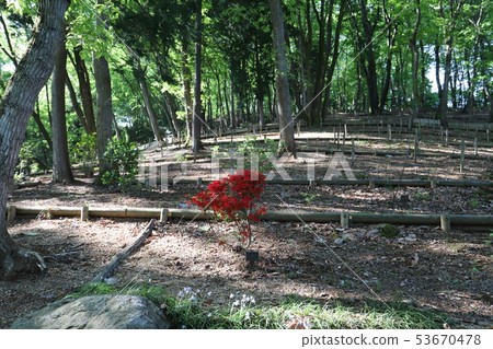 樹埋葬 53670478