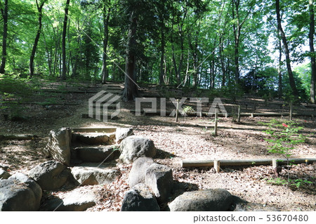 樹埋葬 樹埋葬 53670480