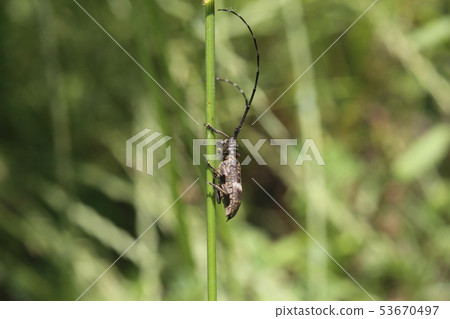 Lady Beetle Kamikiri Lady Beetle Kamikiri 53670497