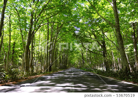 Hakkoda Shirasagi路在初夏 53670519