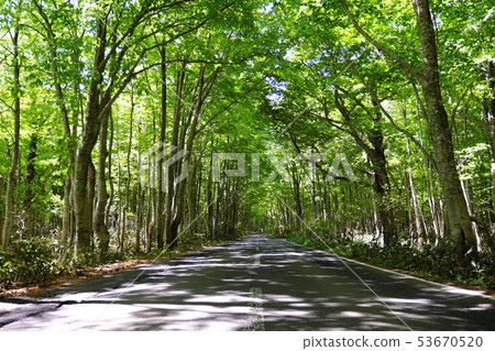 Hakkoda Shirasagi路在初夏 53670520