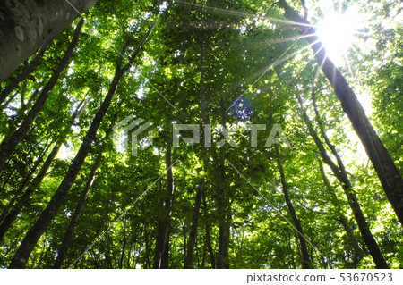 Hakkoda Shirasagi路在初夏 53670523