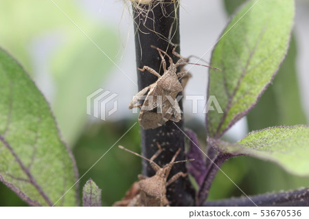 A ground bug that eats the stems of eggplant 02 A ground bug that eats the stems of eggplant 02 53670536