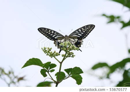 停止在分支的Swallowtail蝴蝶 停止在分支的Swallowtail蝴蝶 53670577