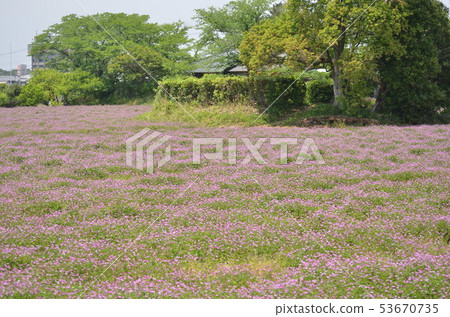 Lotus herb Lotus herb 53670735