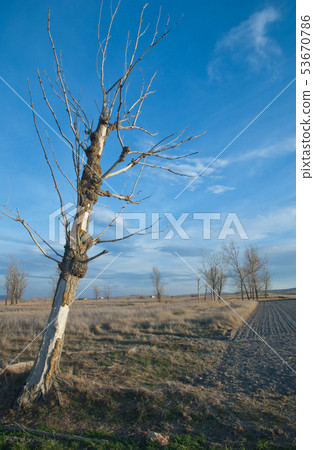 Dead tree. Dead tree. 53670786