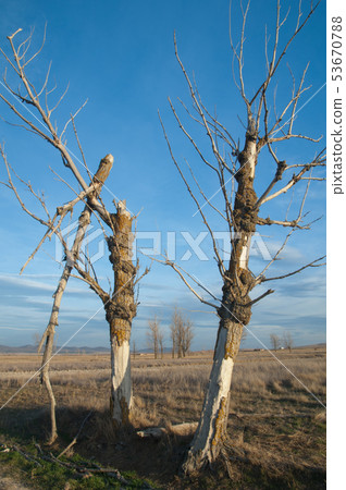 Dead trees. Dead trees. 53670788