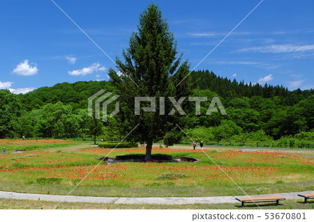 Poppy blooming in the flower bed of Kenji 53670801