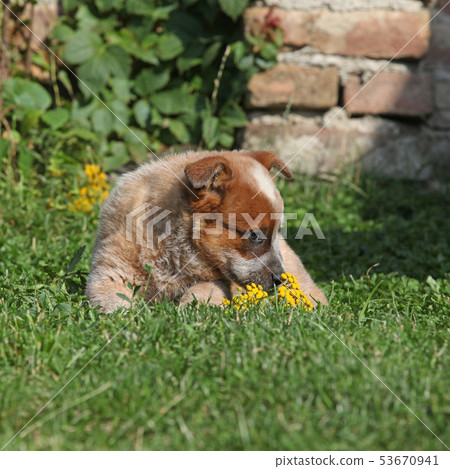 Nice Australian Cattle Dog lying on the grass Nice Australian Cattle Dog lying on the grass 53670941