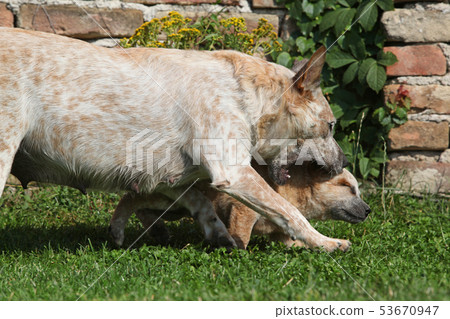 Australian Cattle Dog puppy playing Australian Cattle Dog puppy playing 53670947