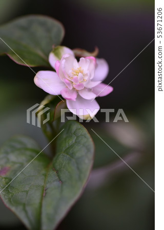 Pink dokudami 53671206