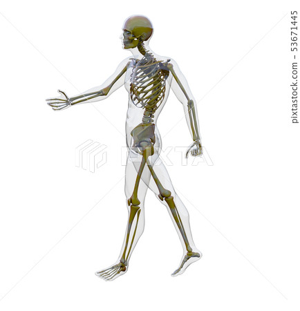 3d rendering of skeleton 53671445