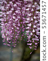 Wisteria 53671457