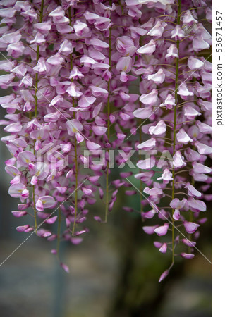 Wisteria Wisteria 53671457