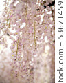 Wisteria 53671459