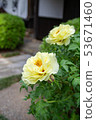 Peony 53671460
